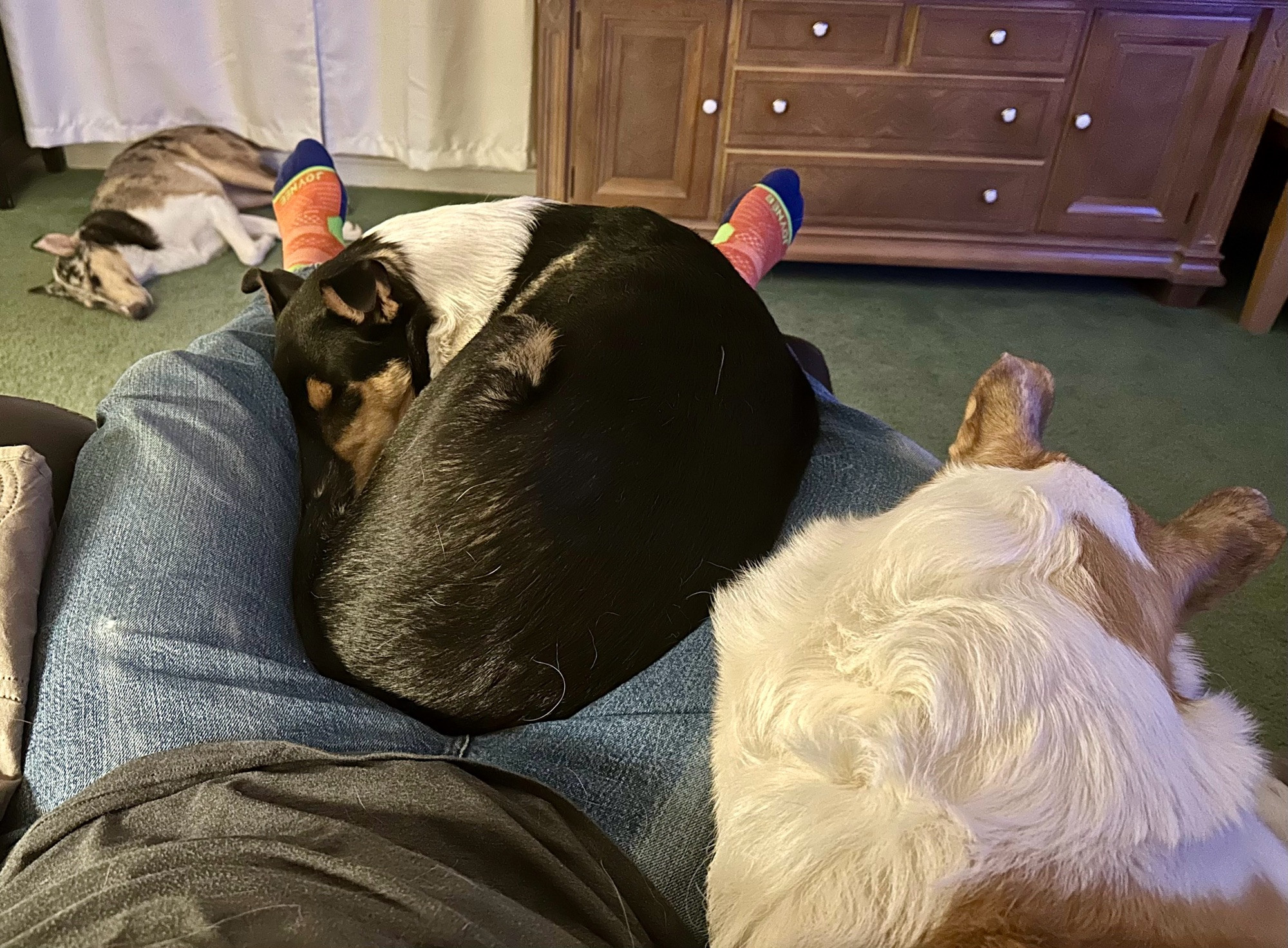 a photo of me sitting on the couch with two of my dogs curled up with me, and the third on the floor just beyond, all sleeping. also: my cool socks. 