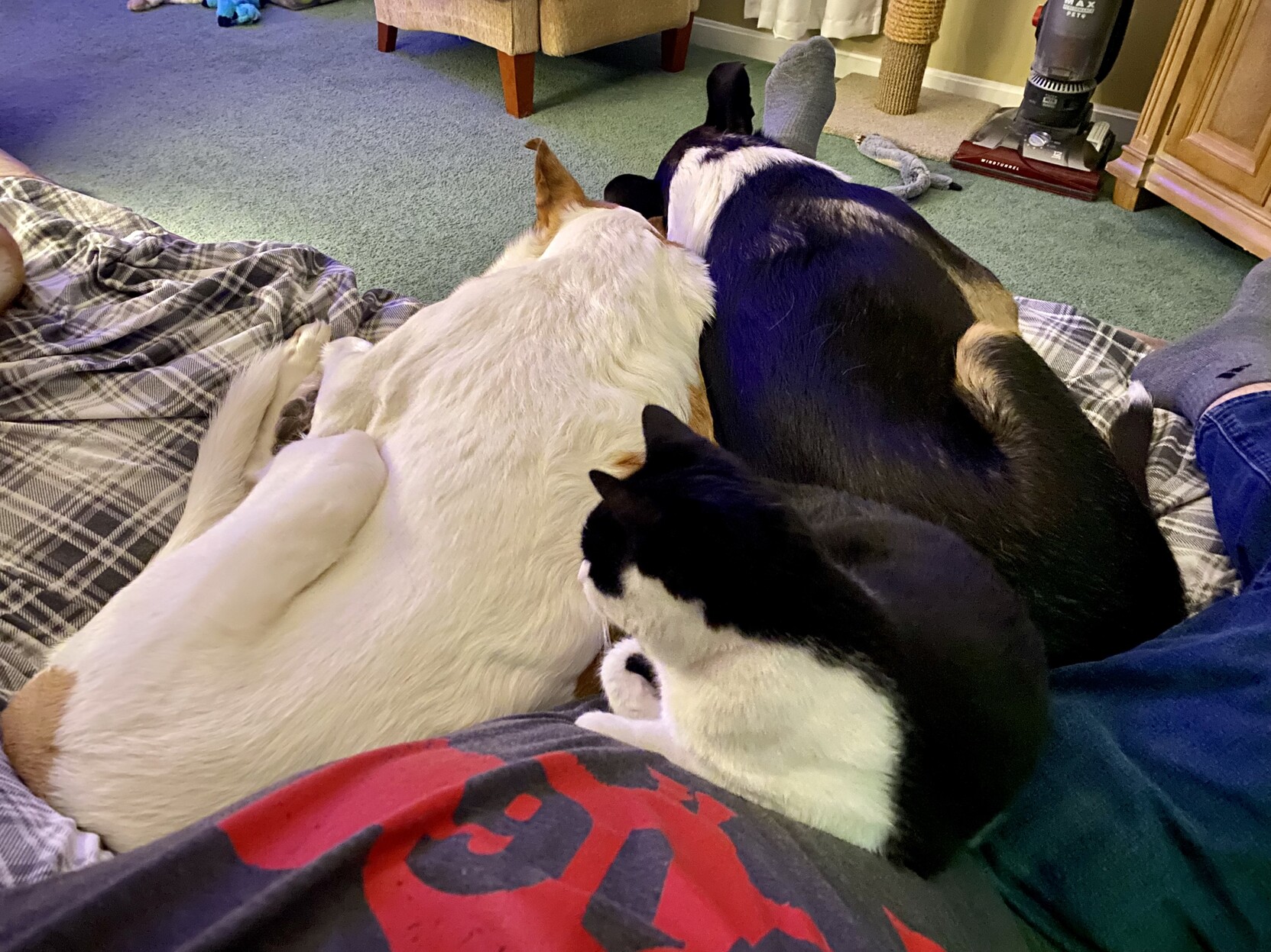 a photo from my perspective sitting on a reclining couch with my two collie dogs plus a cat around/on me. i am warm. 