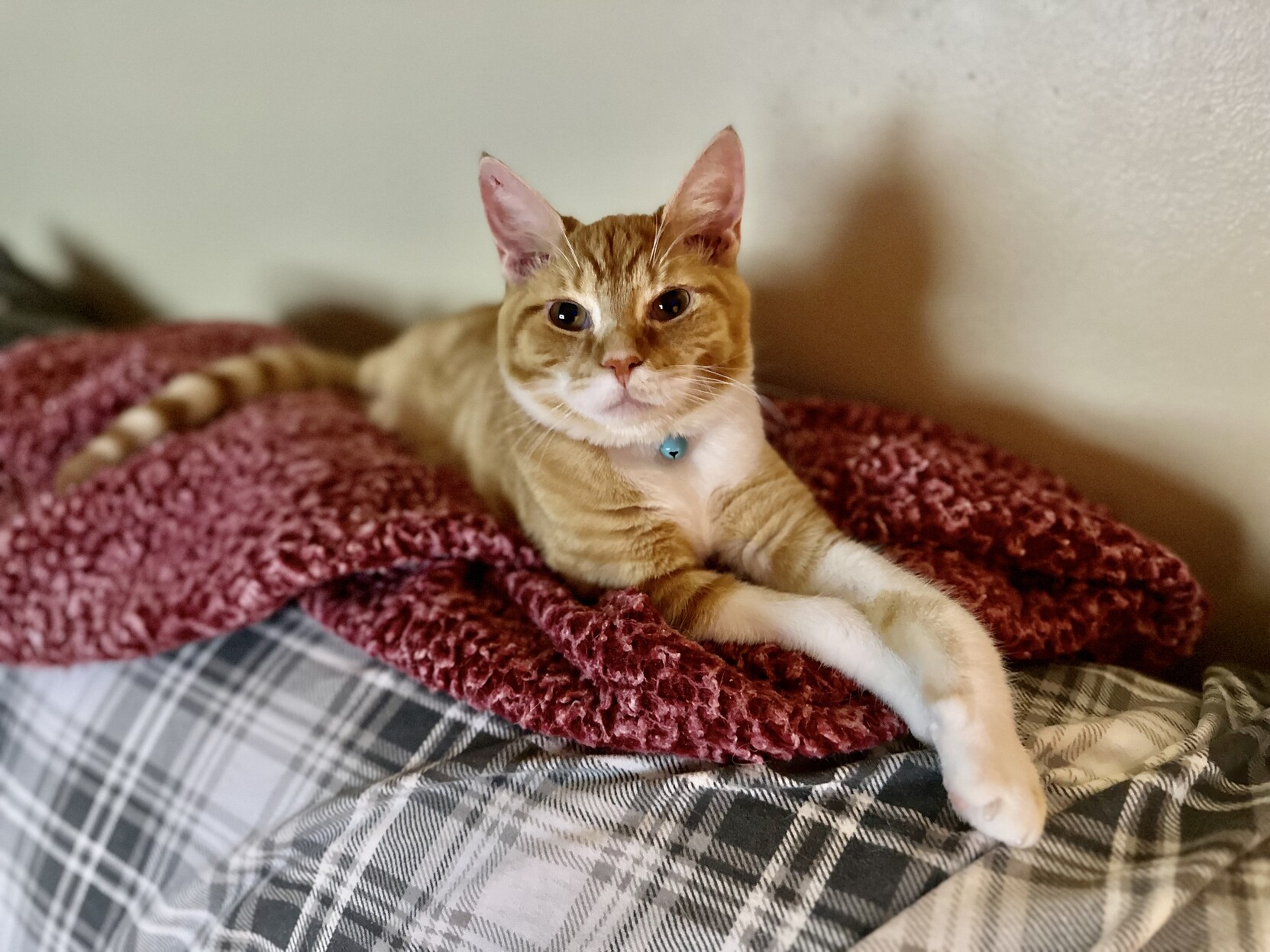 a photo of my cat, Vinnie. 