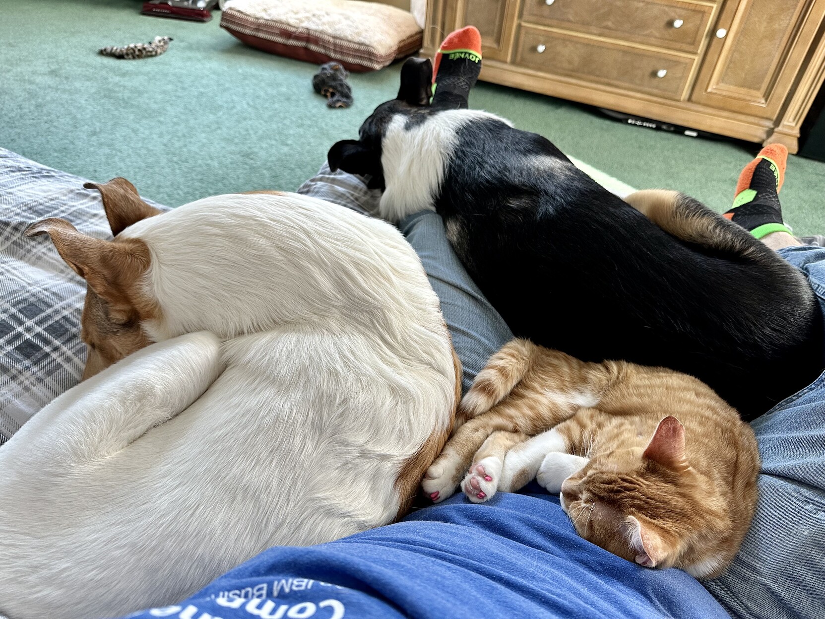 a photo of my perspective on the couch with two dogs and a cat laying on me