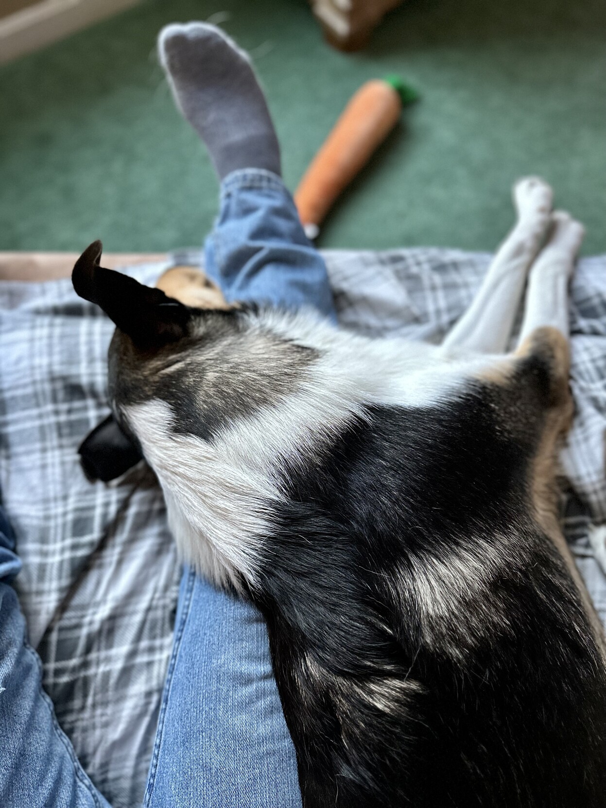 a photo of my dog, DJ, a tri-color smooth collie, sleeping with his head draped over my right leg 