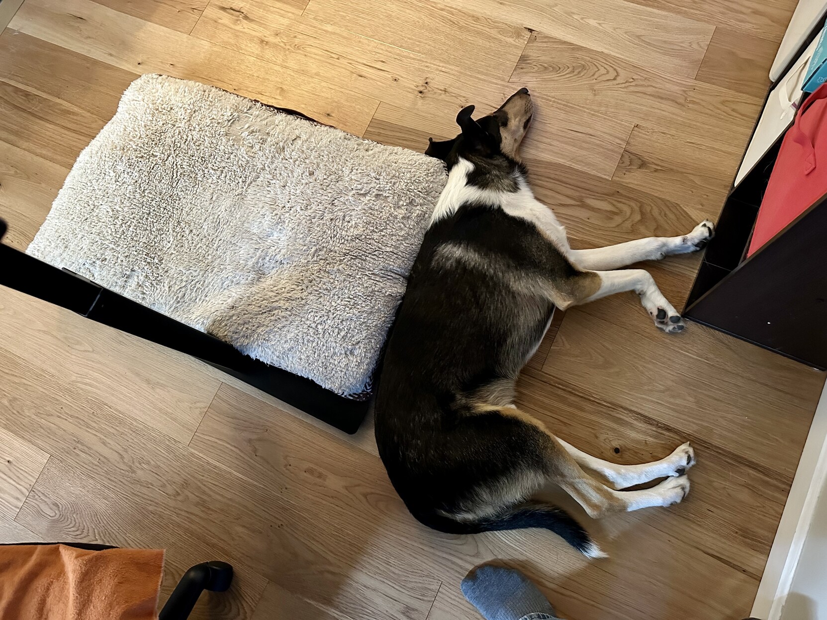 a photo of my dog laying next to the bed i placed near my desk for them. 