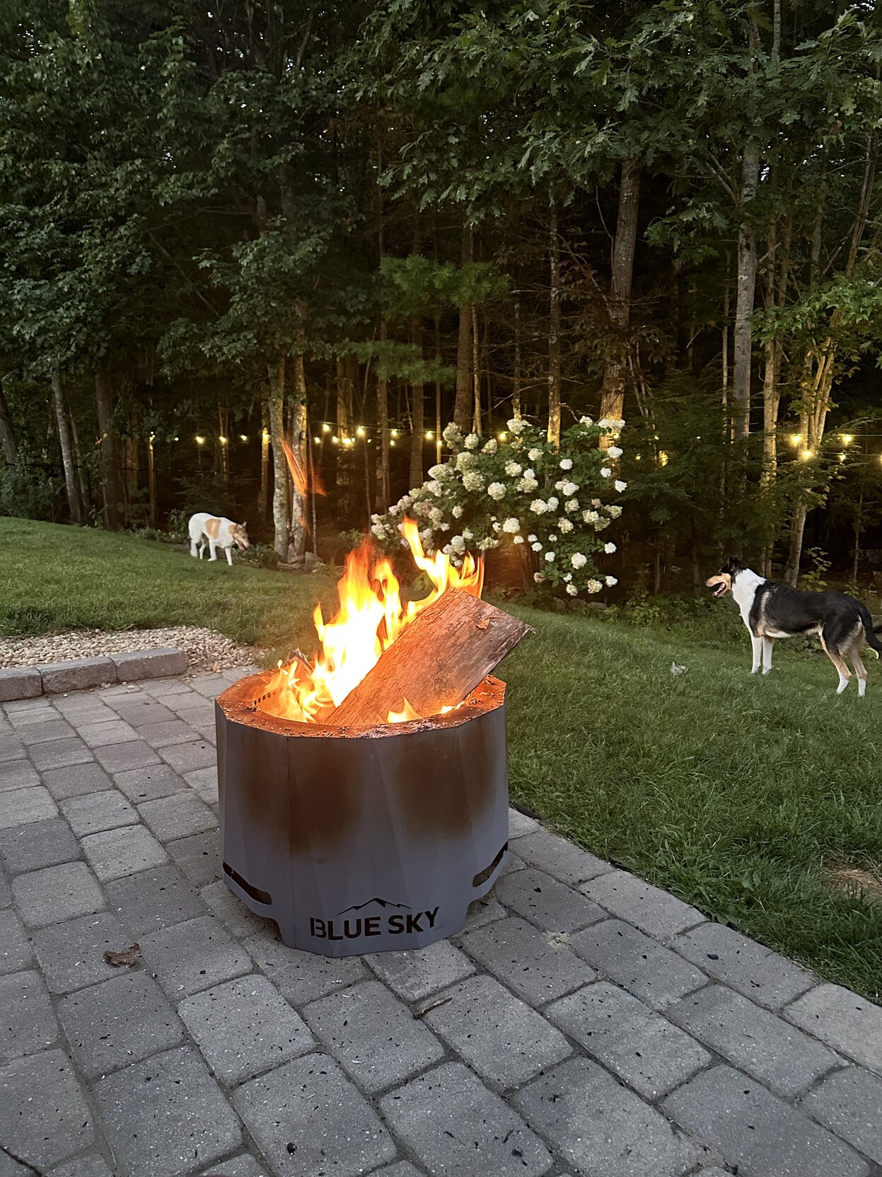 a photo of my fire pit and my dogs on the distance. 