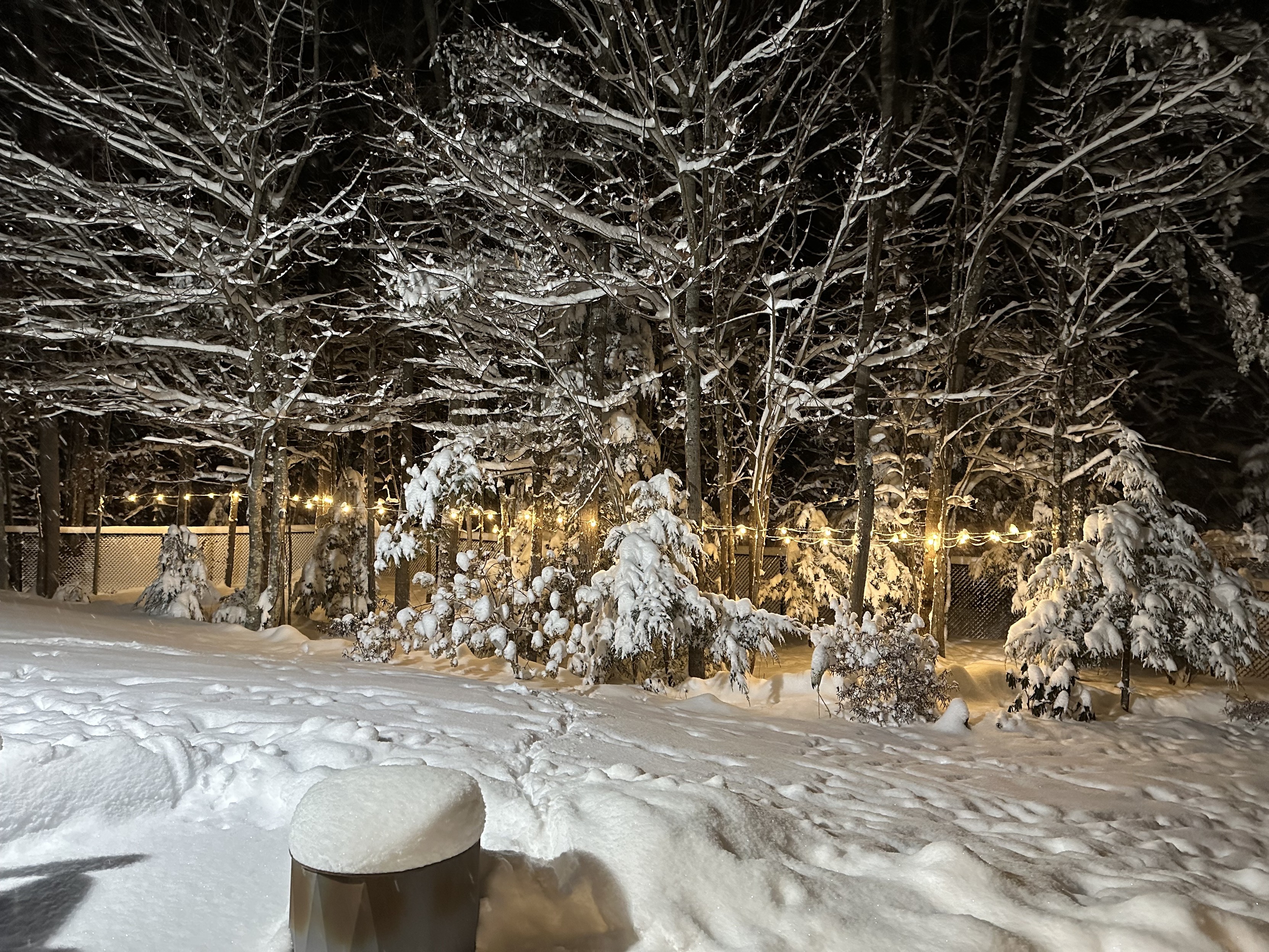 a photo of my backyard with snow covered trees, snow on the ground