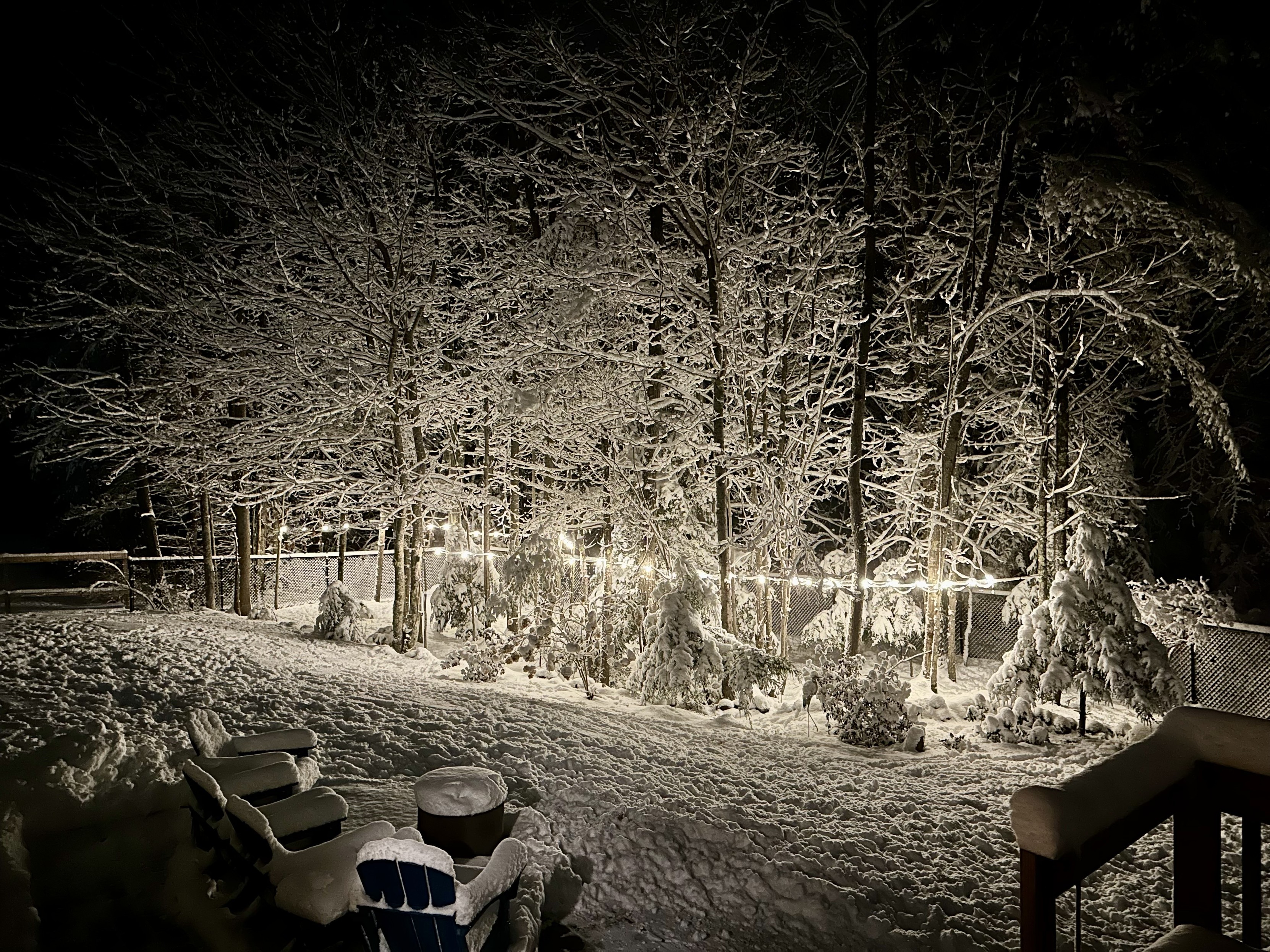 lights in snowy woods.