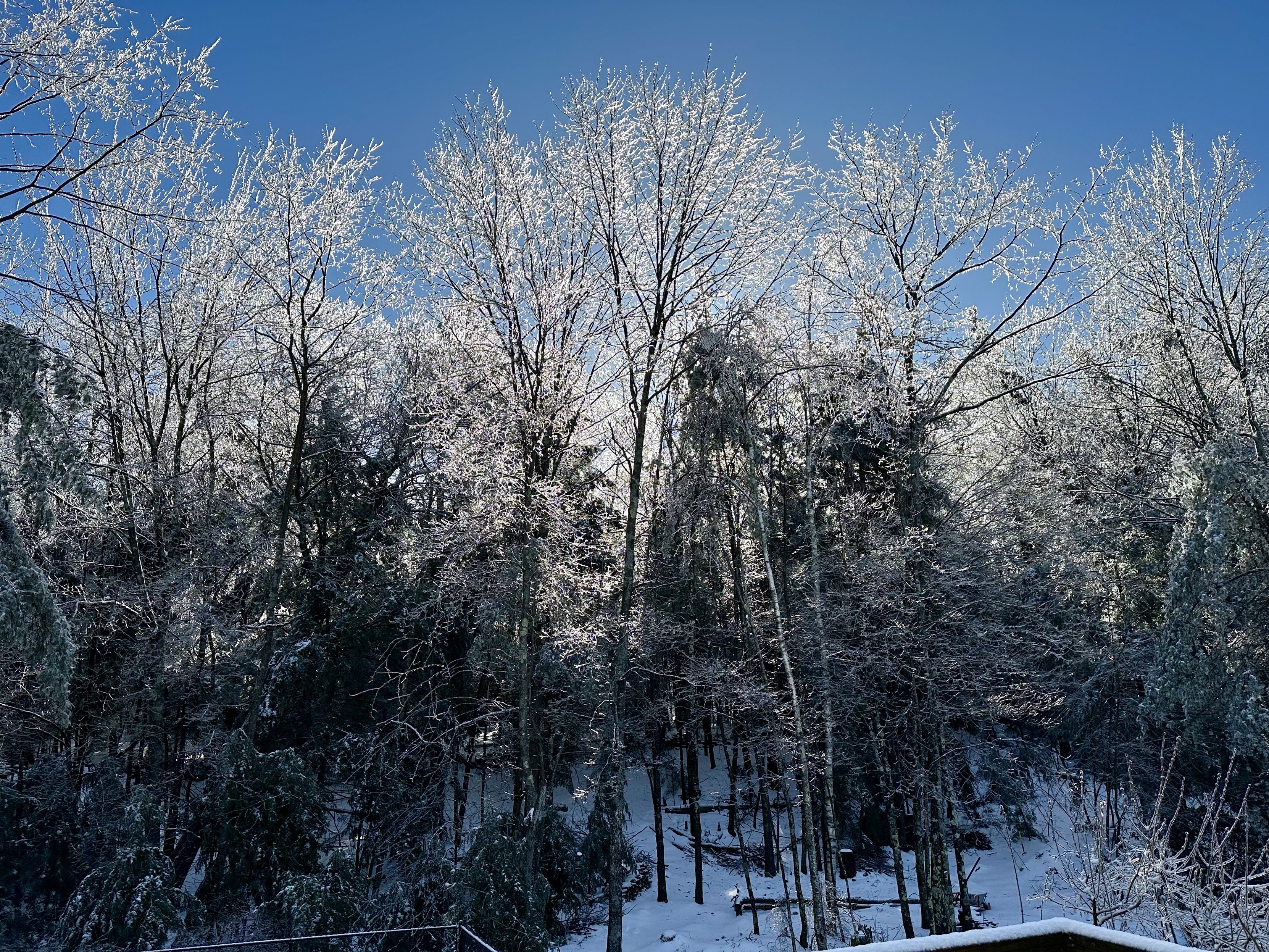 a photo of the sun rising behind trees covered in ice.