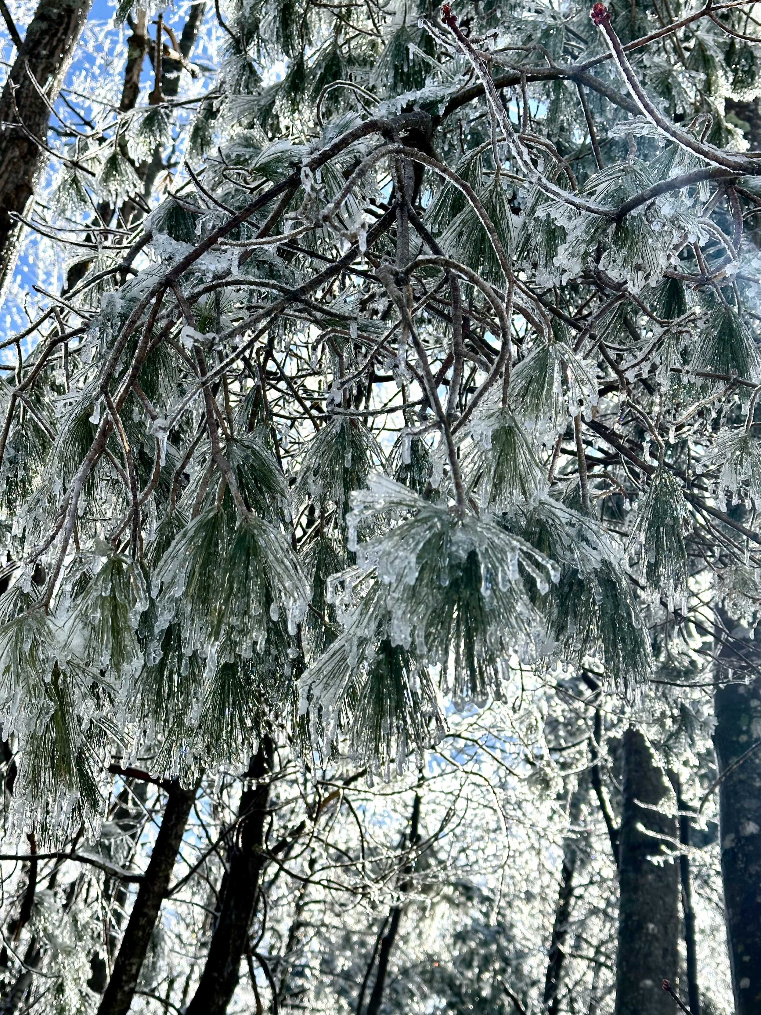 a photo of a branch of a large pine tree, the needles and branches are crusted with ice