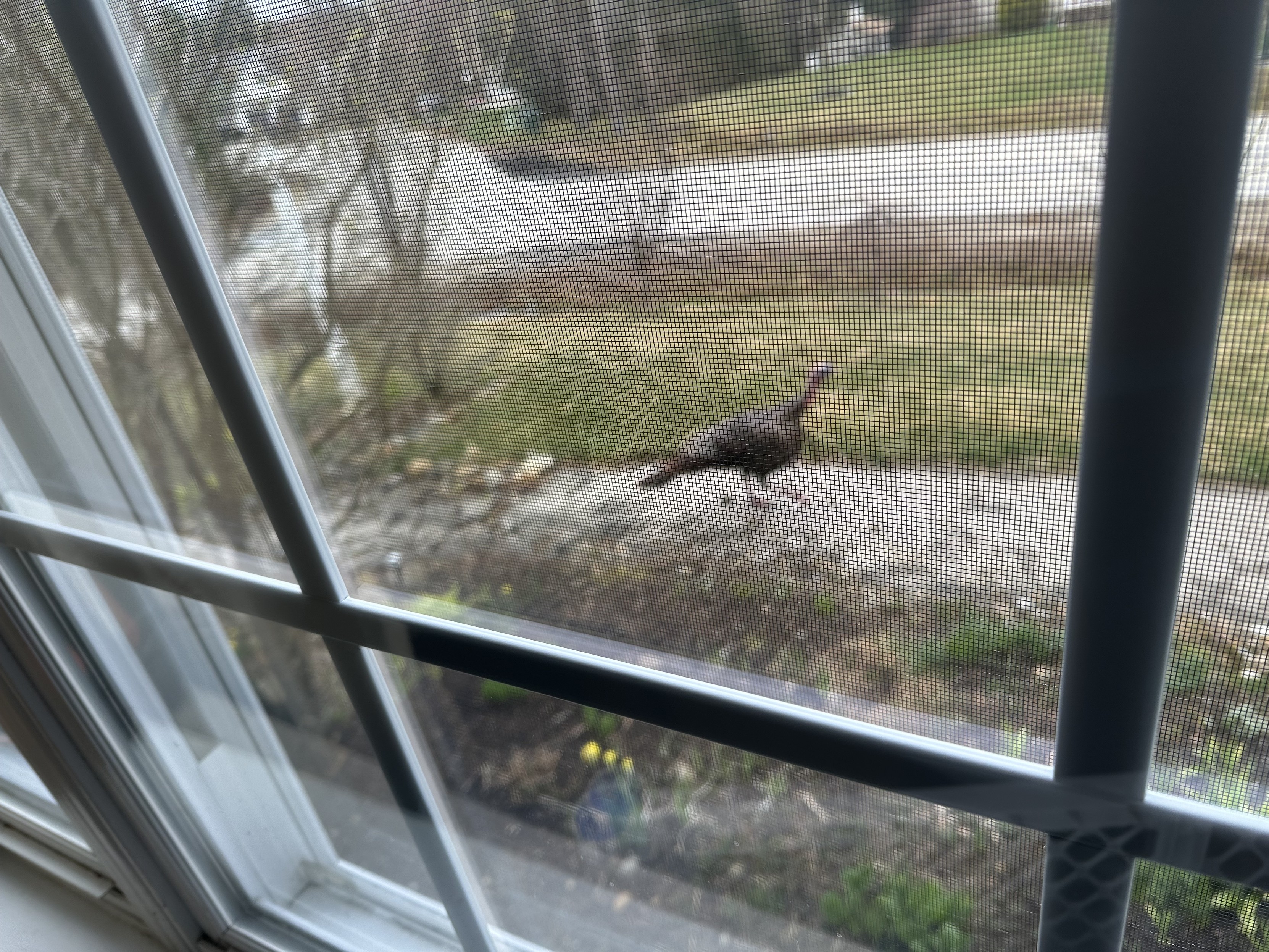 a blurry photo of a turkey on my front sidewalk, shot through the crystal clear representation of a window and screen