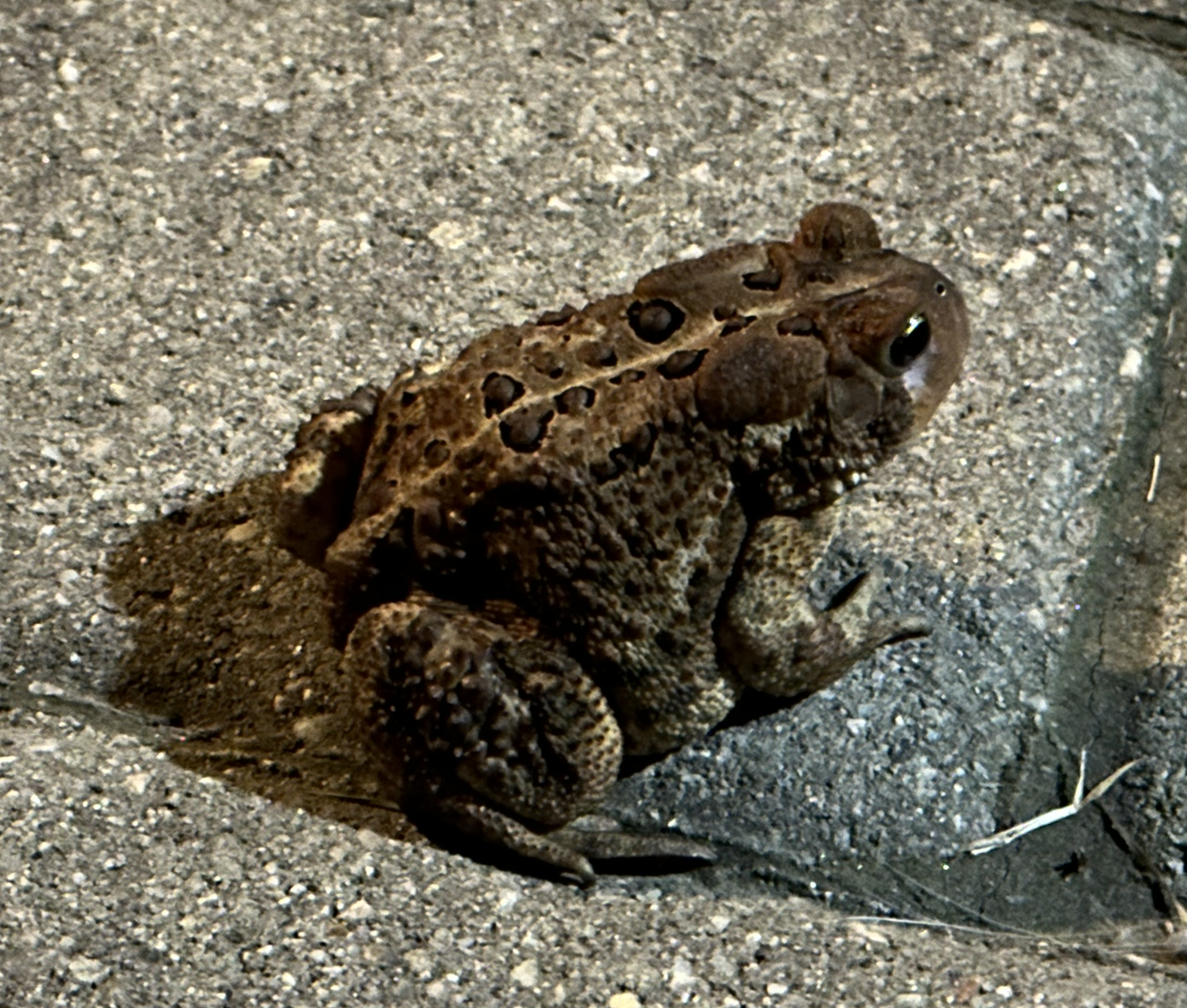 this is a joke. it’s actually a photo of a frog.