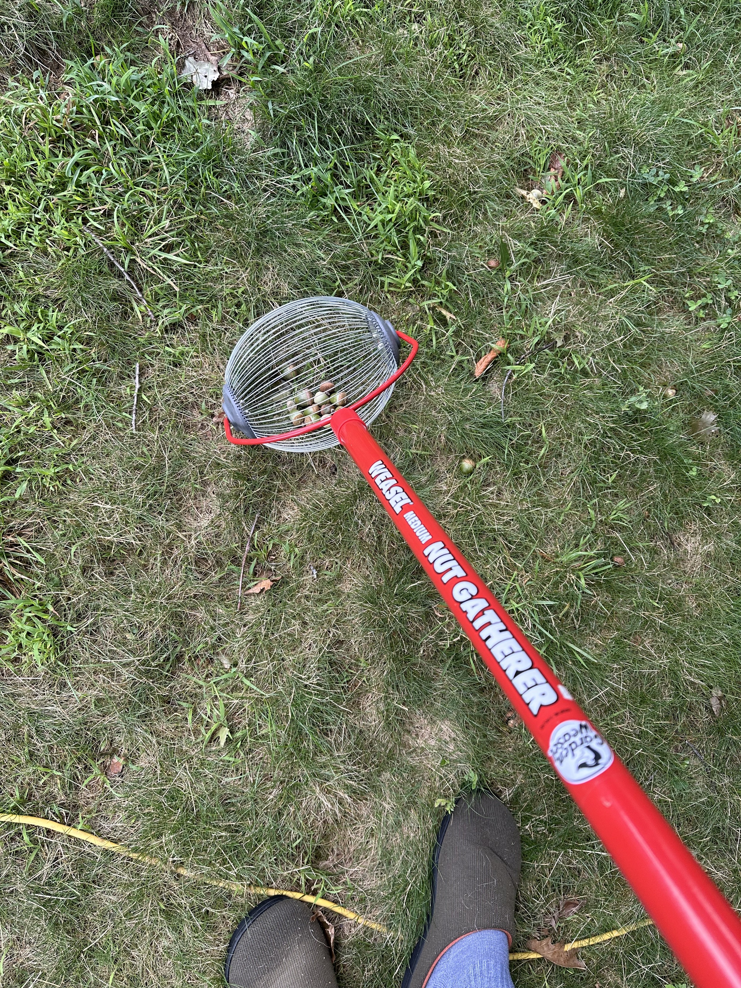 A photo of a ‘nut gatherer’ which is a round wire cage at the end of a handle, when you roll it on the ground, nuts like acorns squeeze in between the wires of the cage and get trapped inside.
to empty it, you hold it over a container (garbage can) and spread two of the wires apart with your fingers, and shake it so the nuts fall out.
these things are brilliant, and work very well.