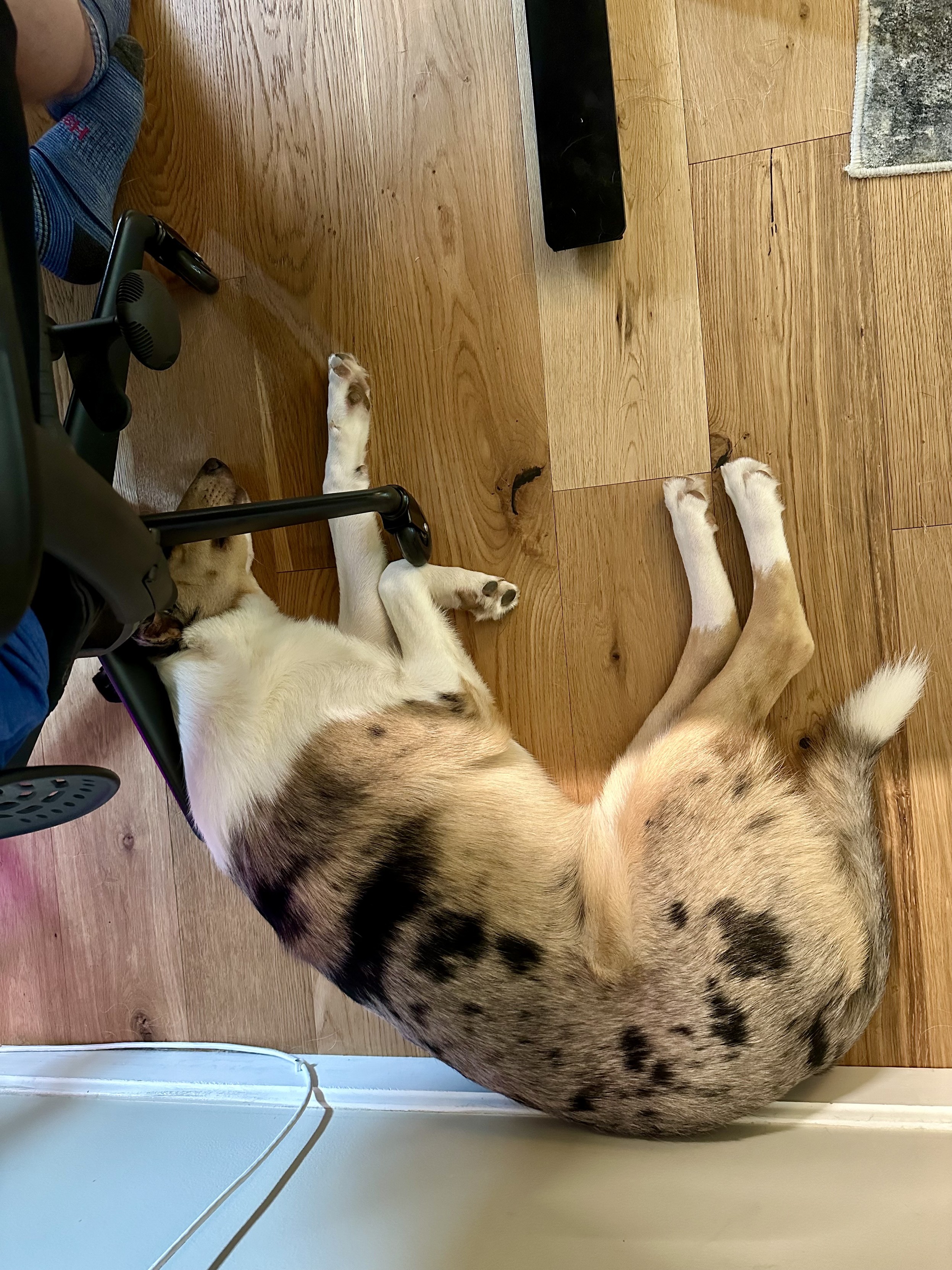 a photo of one of my dogs laying next to my chair with their head and legs intertwined in the base of the chair. i am very careful not to move/roll at all. 