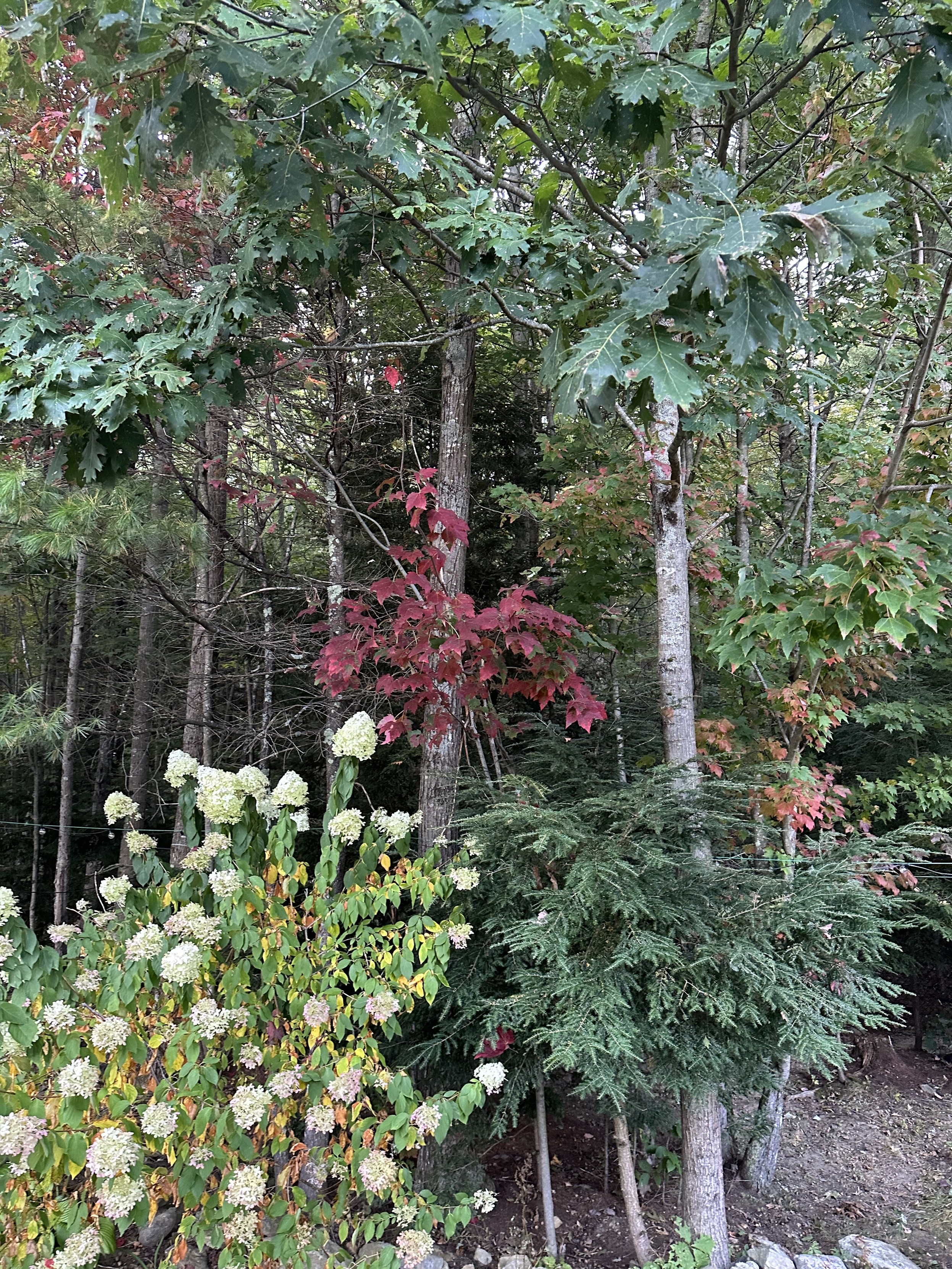 a photo of my woods, one of the scrub trees has already turned colors for autumn