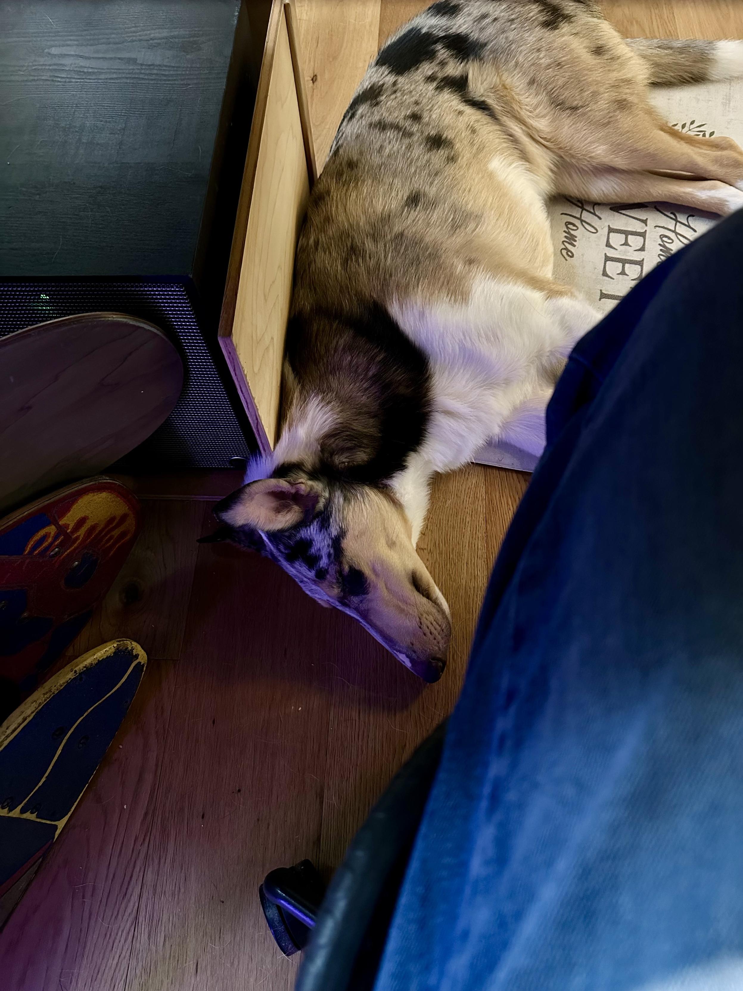 a photo of my dog laying underneath my desk 