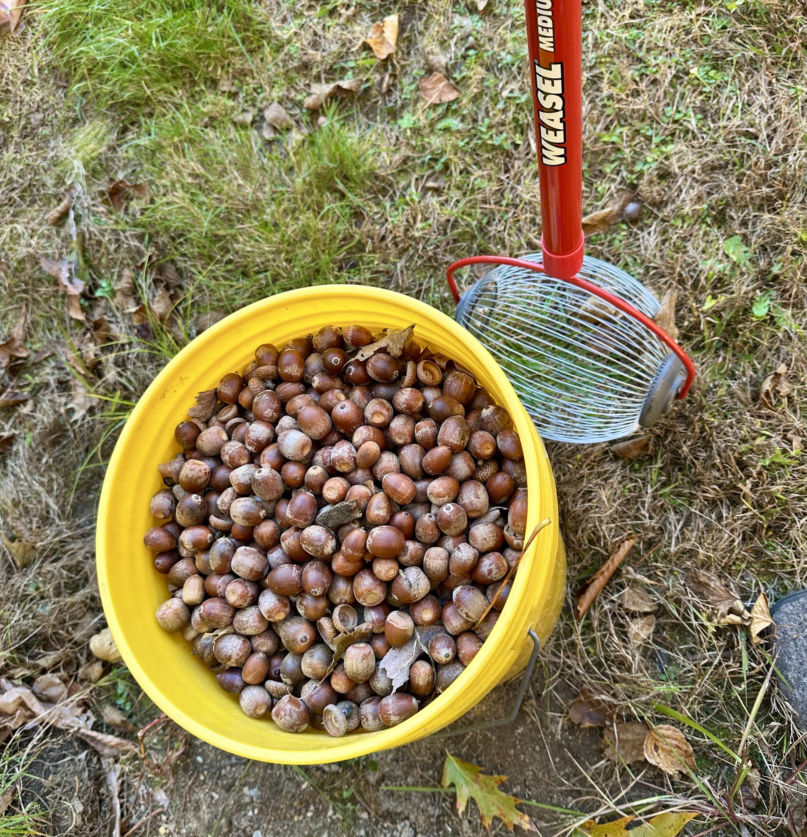 a photo of a Garden Weasel Nut Gatherer with a bucket full of acorns
