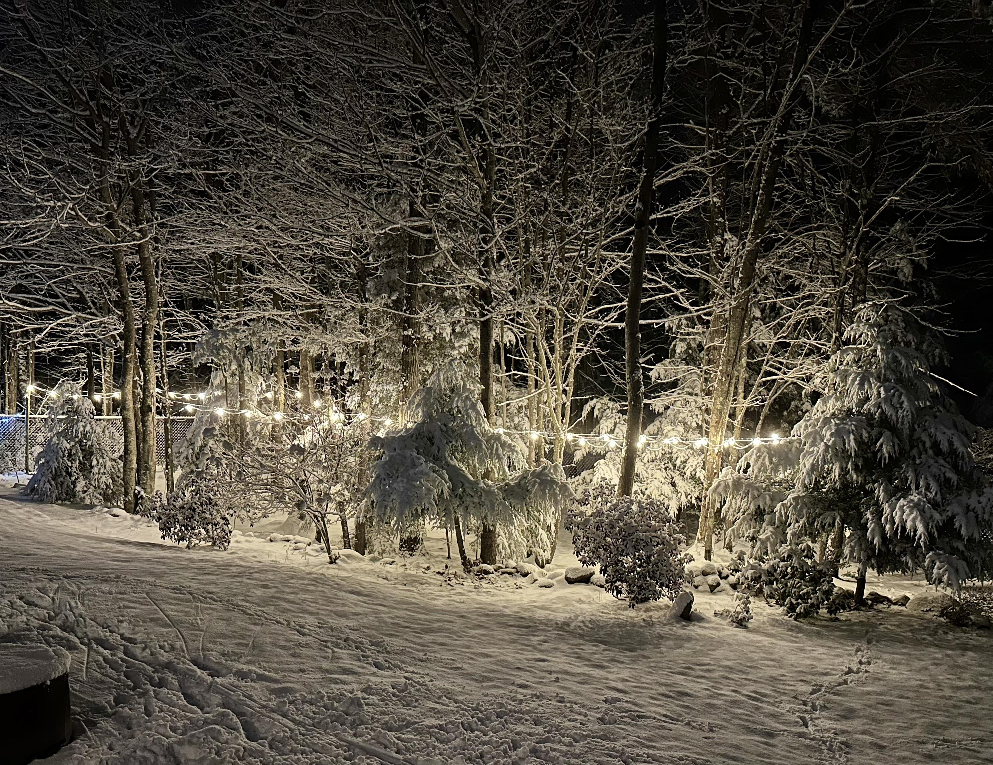 a photo of my woods with strings of lights running through it and heavy snow on the trees. 