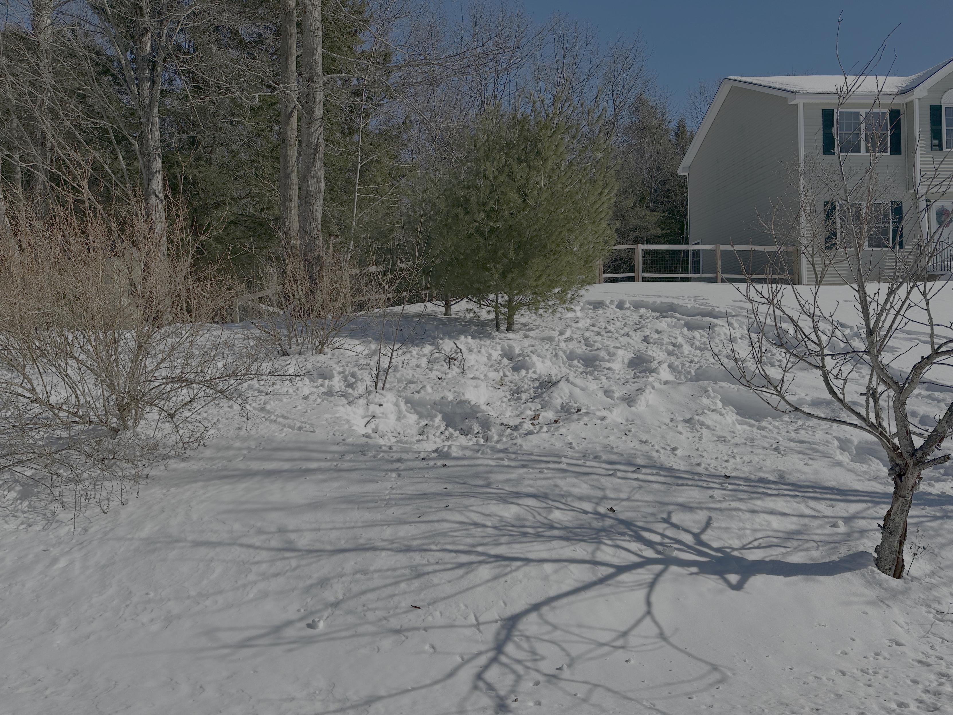 a photo of the snow displaced in my front yard, where i suspect deer were sleeping at night.