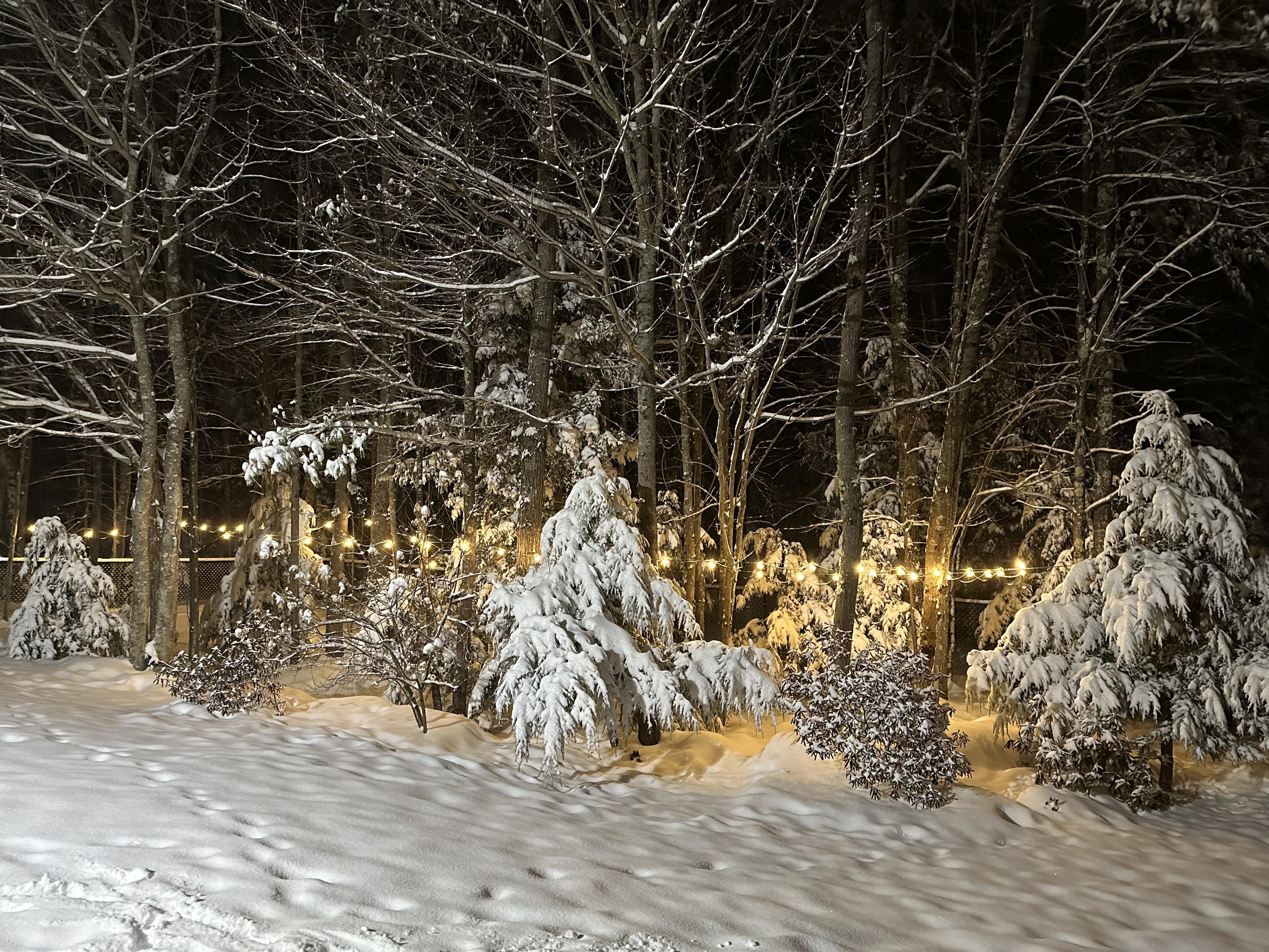 a photo of snow weighing heavy on my hemlock trees in my backyard, with my
string of lights shining 