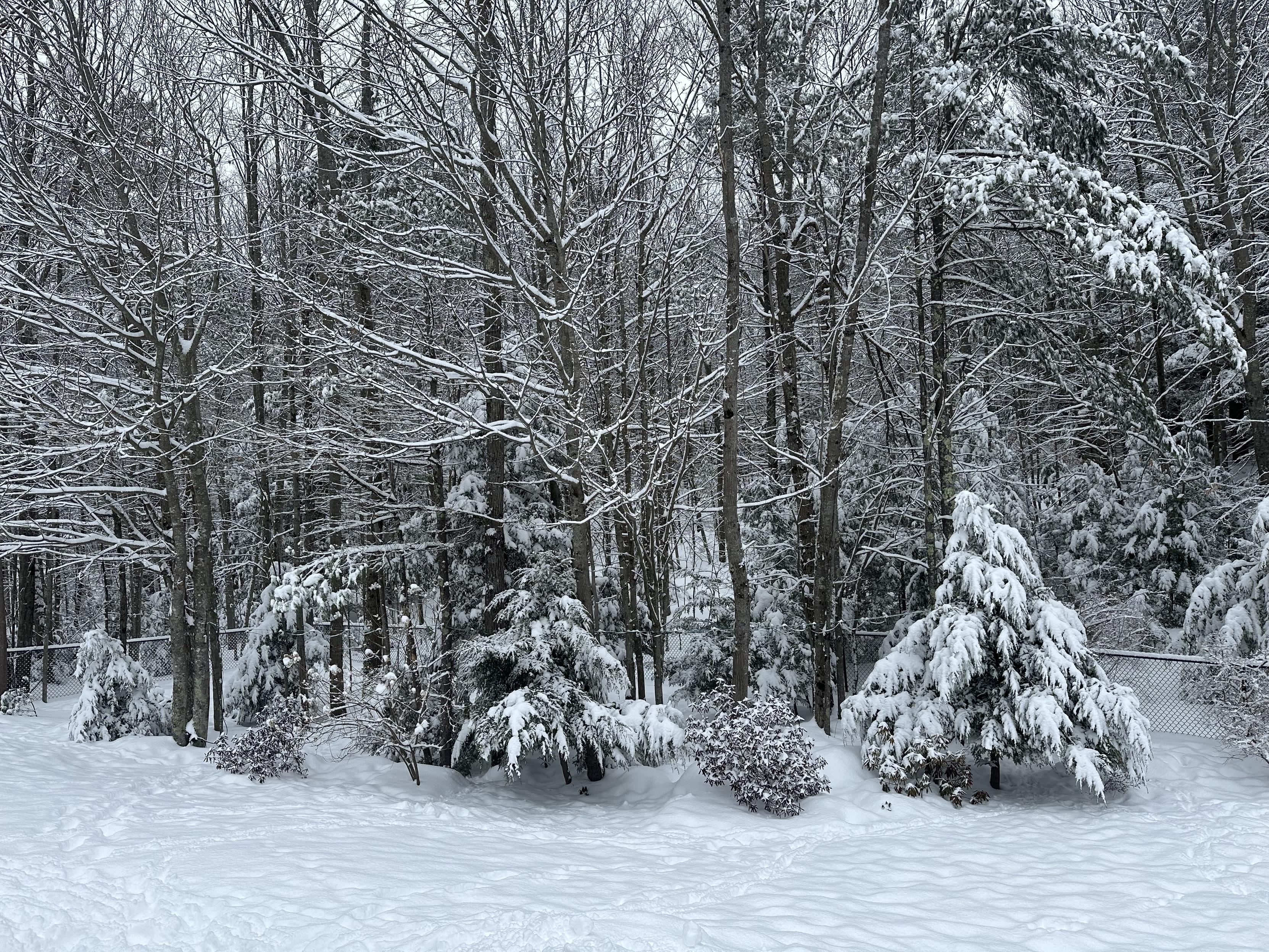 a photo of my back yard with very snowy trees 