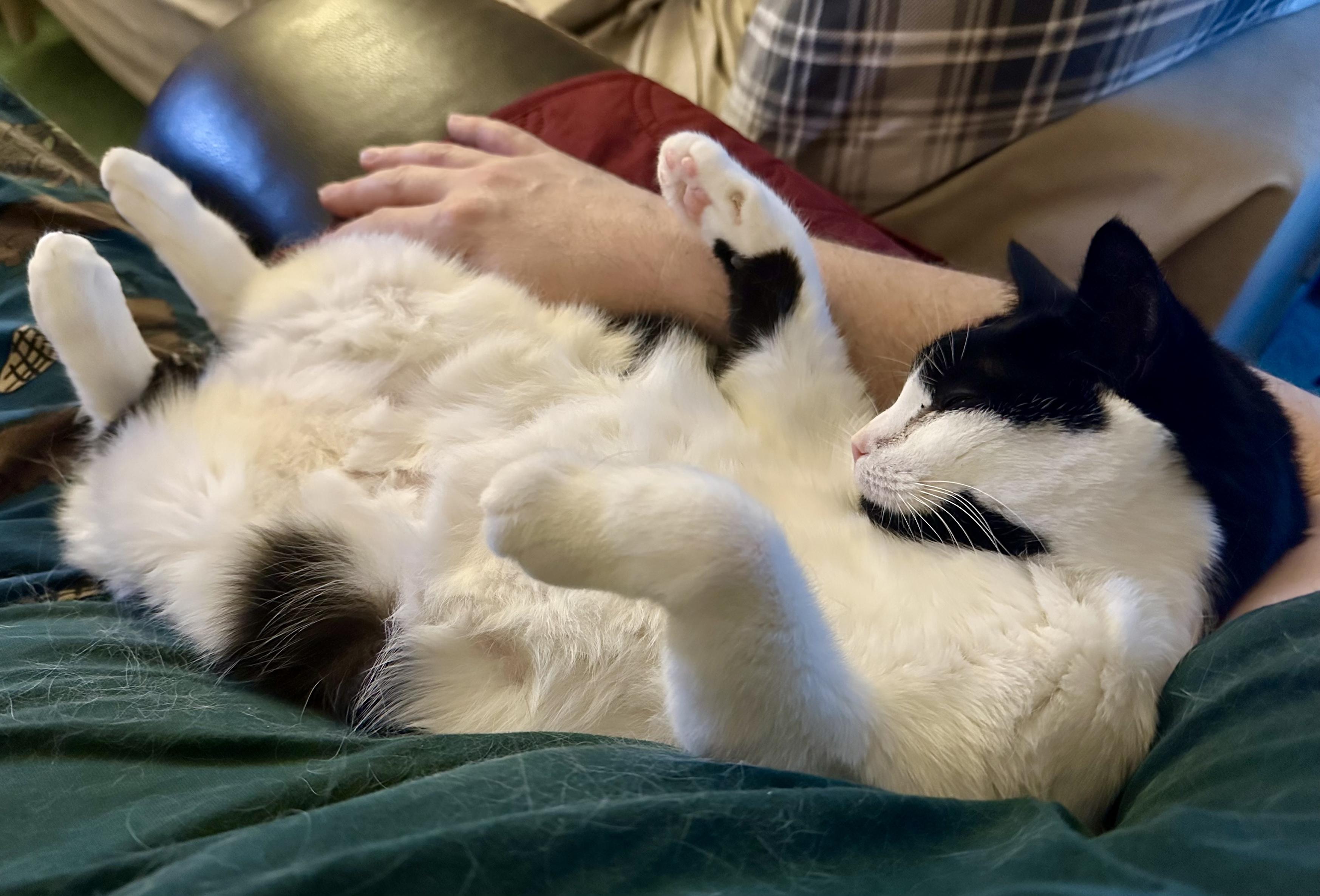 a photo of my cat, “Puppy” laying on her back in the crook of my arm as i lay on the couch. 