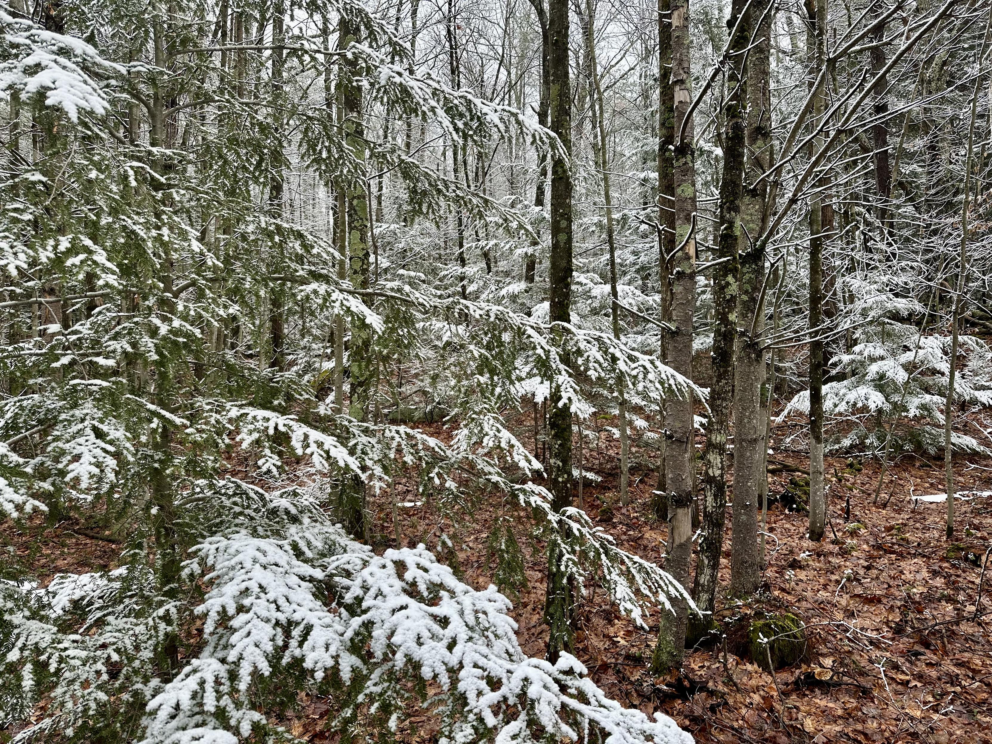 a photo of trees with snow on them, and no snow on the ground around them. 