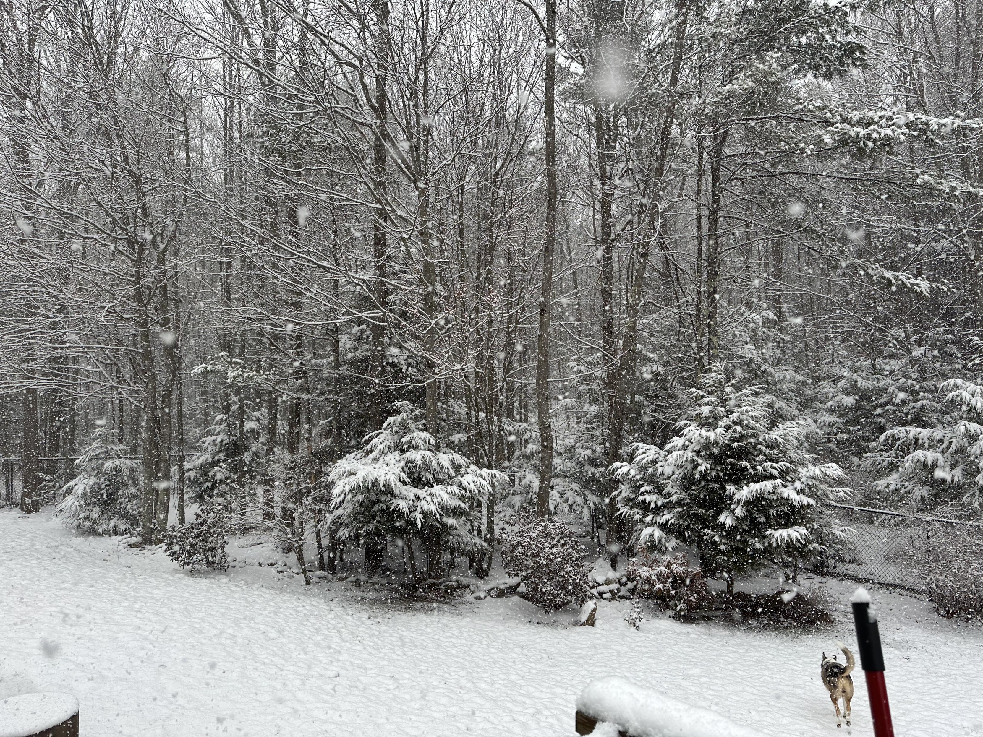 a picture of my backyard while it’s snowing heavily. again. 