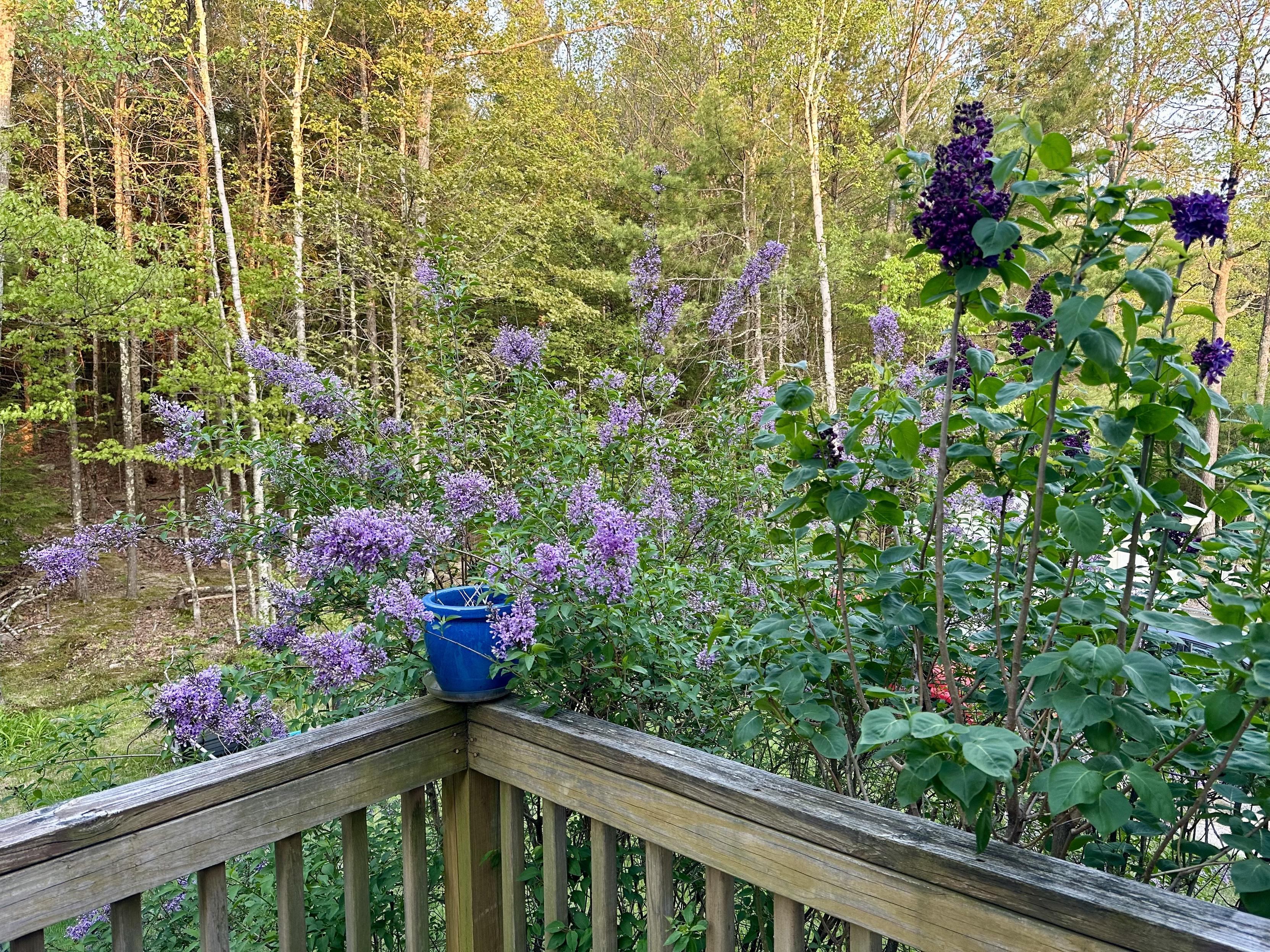 a photograph of lilacs near my
deck. 