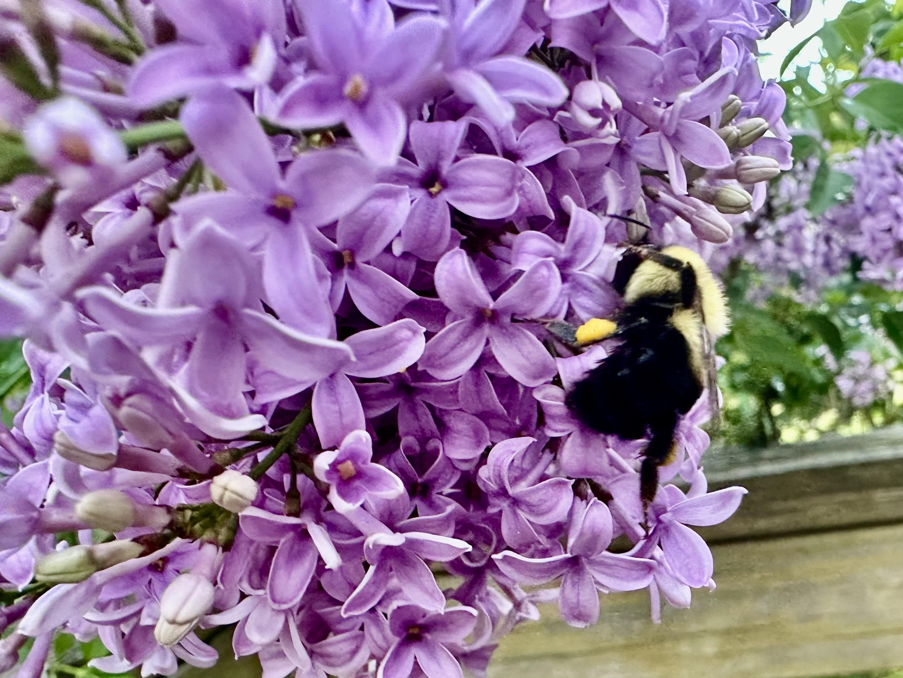 another photo of a 🐝 on a 🌺 