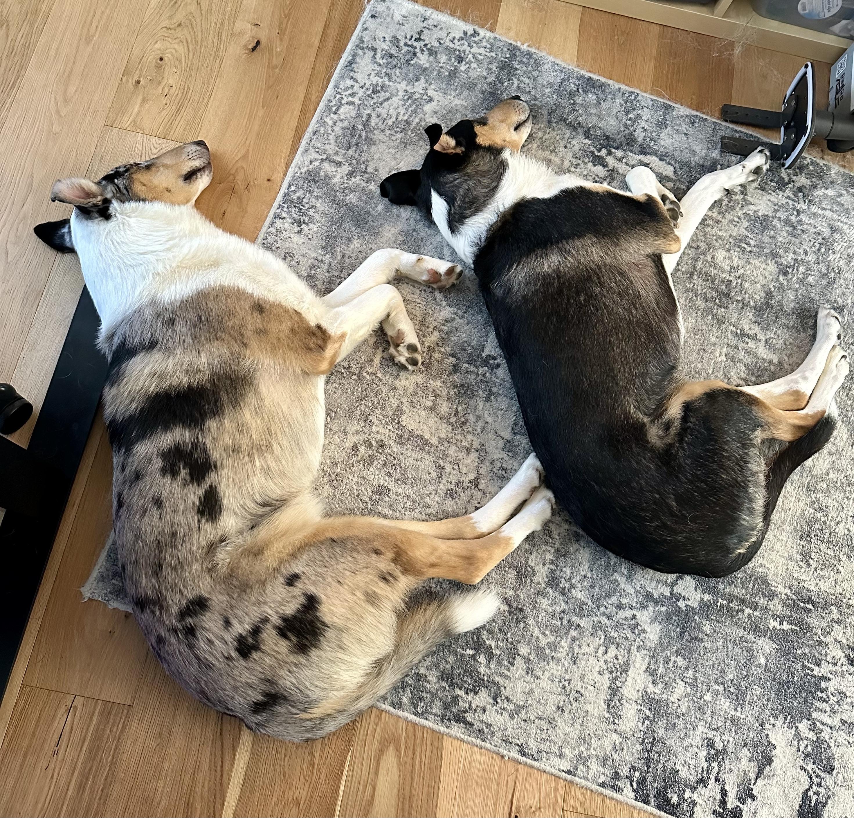 a photo of two of my dogs sleeping on the floor of my office.
