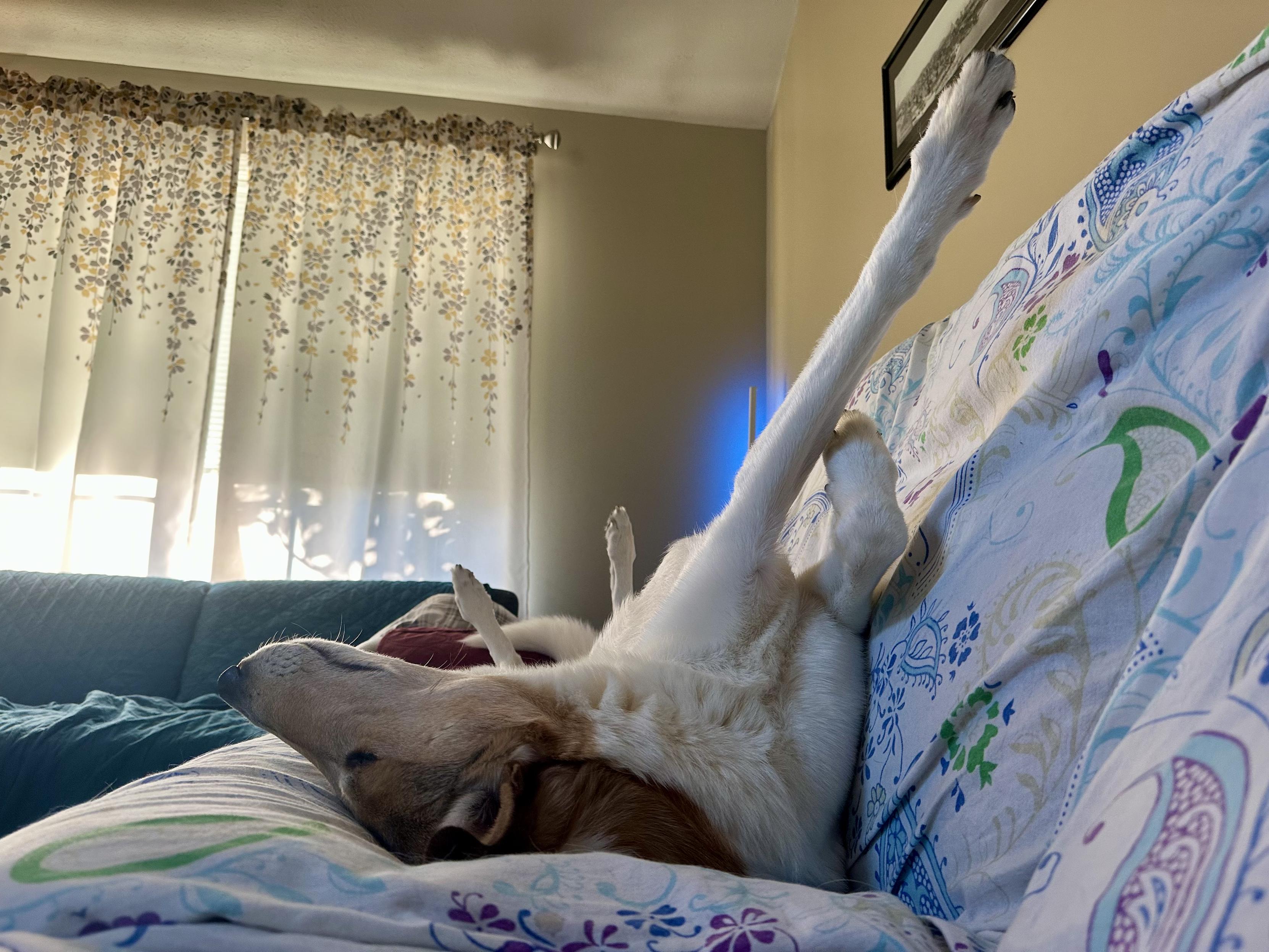 a photo of my oldest dog, Blaze, a Smooth Collie, sleeping on his back with his paws in the air on my
couch. 