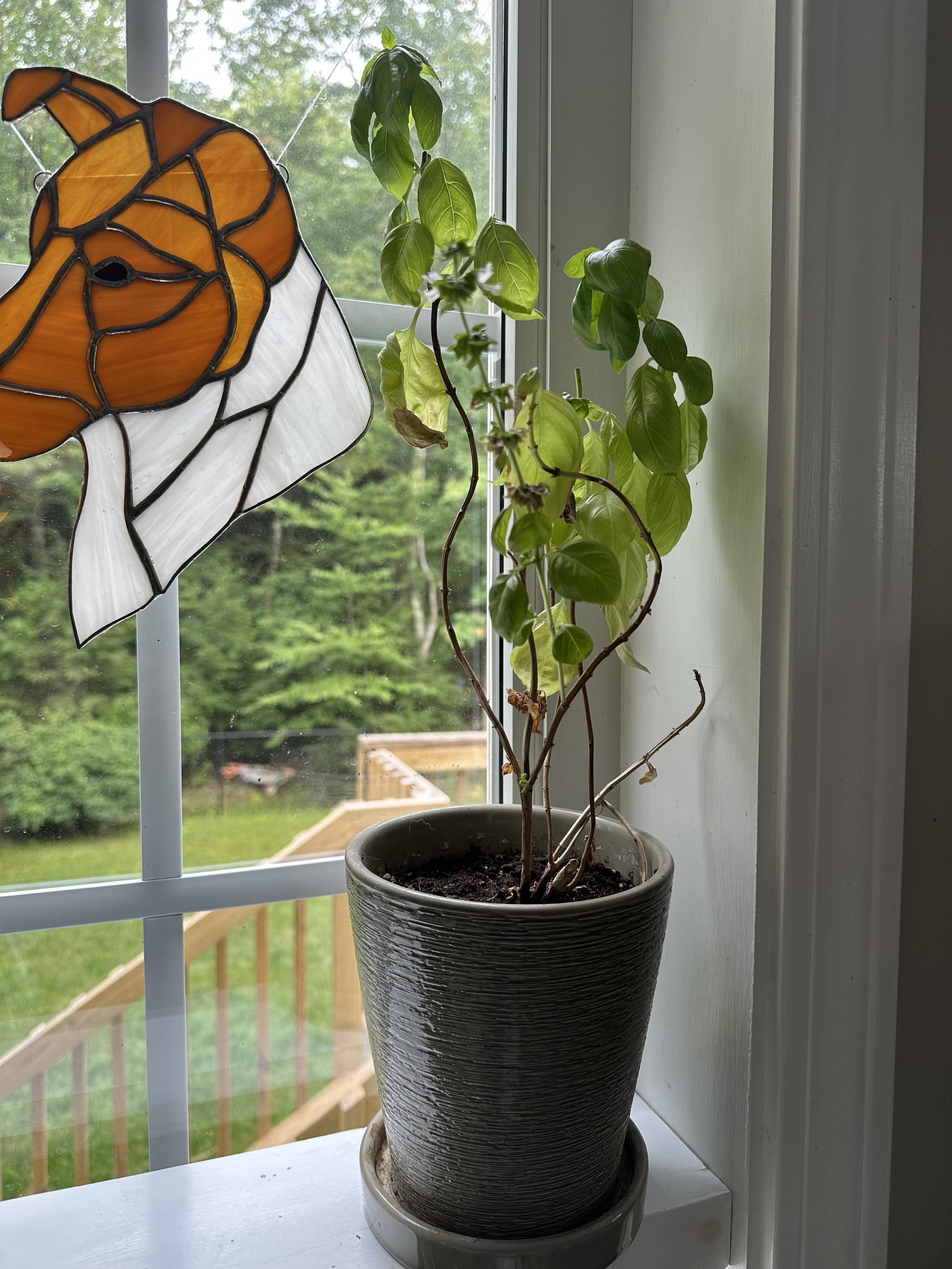a photo of mt basil plant on my kitchen windowsill shelf. 